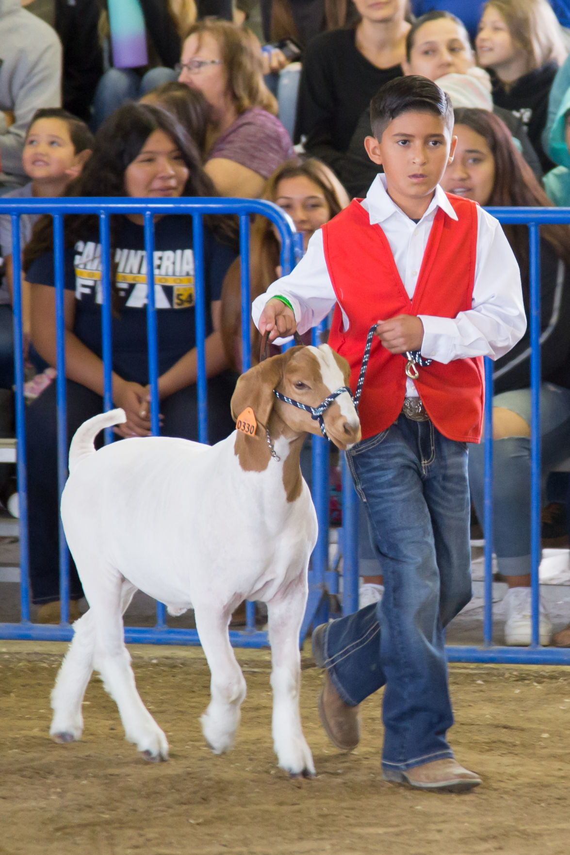 070919 SB Fair Animal Judging 03.jpg